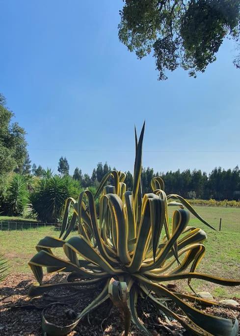 Quinta Flores Ferreira do Zêzere Exteriör bild