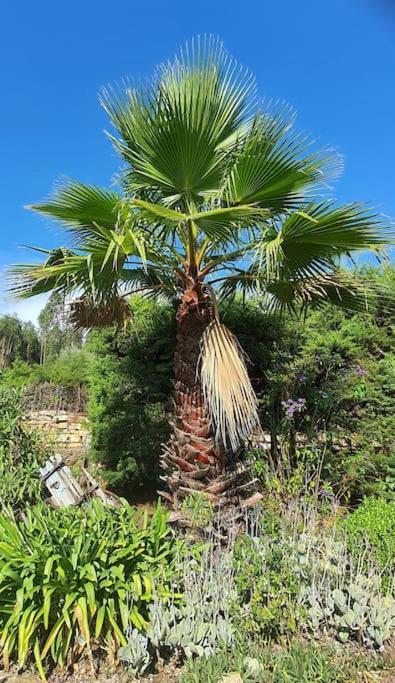 Quinta Flores Ferreira do Zêzere Exteriör bild